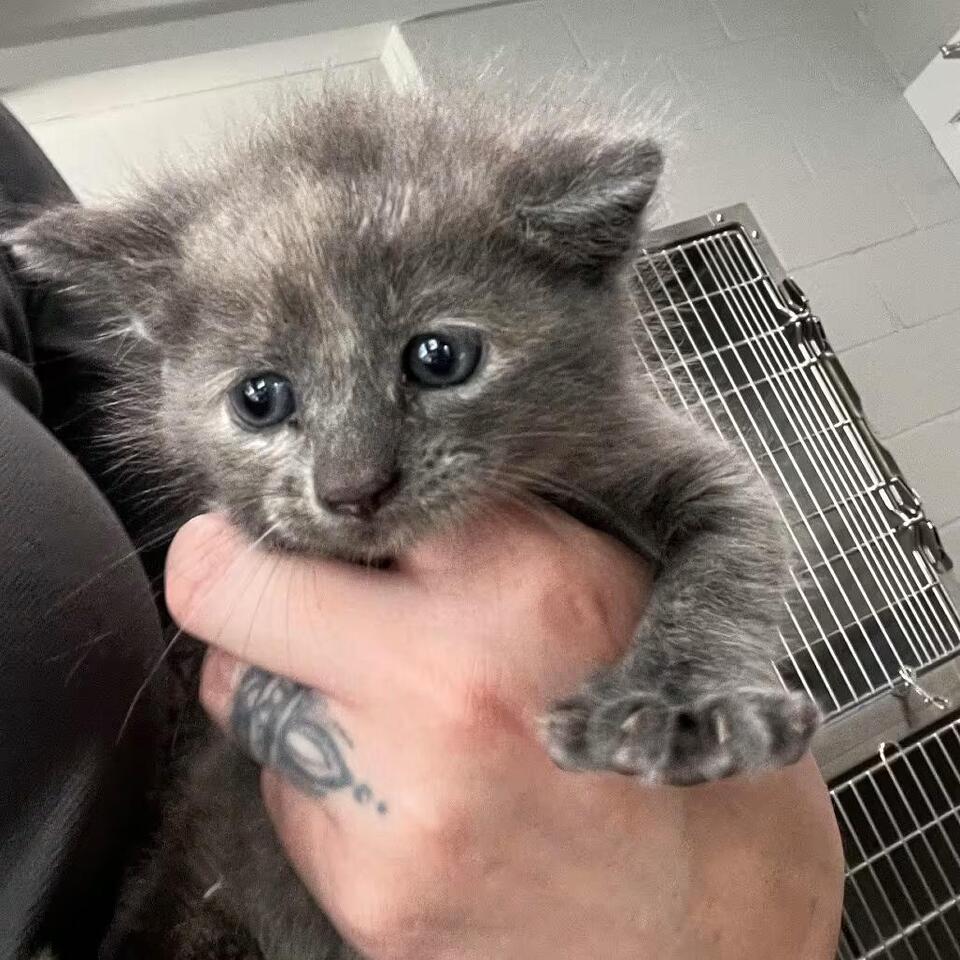 tortoiseshell-kittens-ready-for-adoption-in-richmond-hill-ga-newsbreak