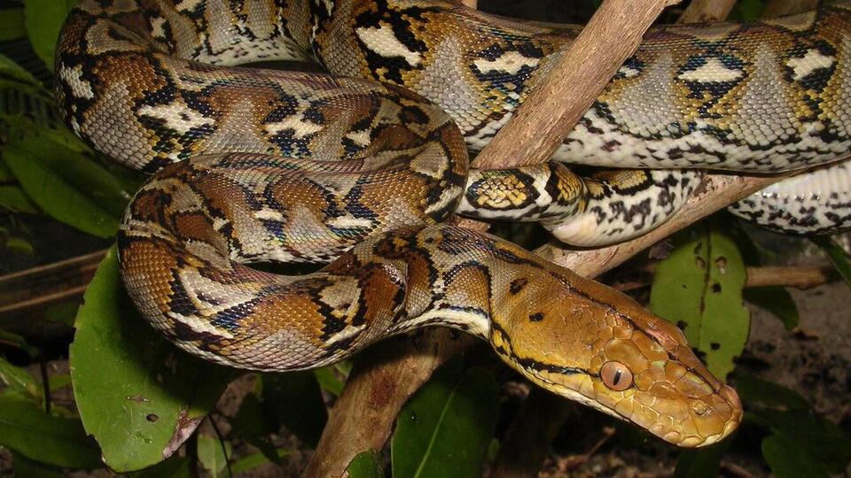 'The Baroness' python sets Guinness record as longest wild snake at ...