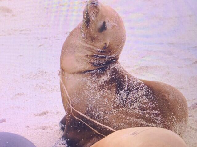 40% of sea lion pups have died at La Jolla Cove this year