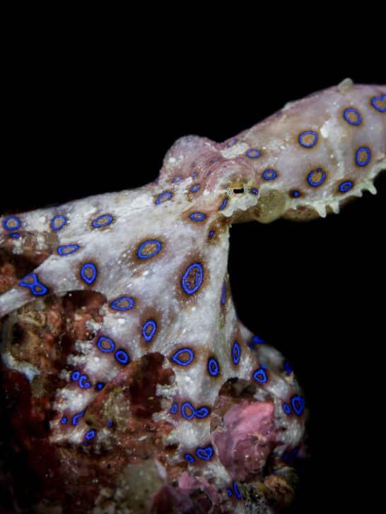 Exploring the Mysteries and Dangers of the Blue-Ringed Octopus - NewsBreak