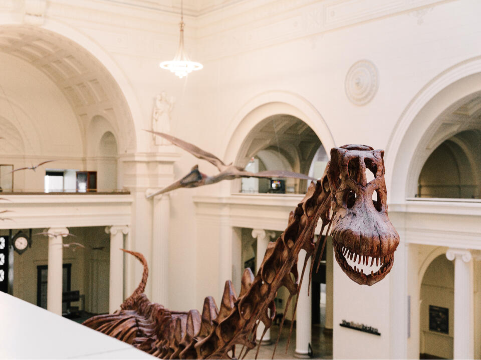 Spend a night at the Field Museum at the 'Dozin' with the Dinos' event