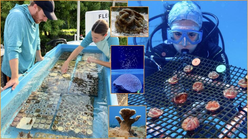 University of Miami, partners awarded $16 million NOAA grant for ...