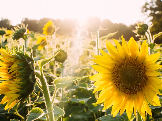 Kinder Weather Forecast