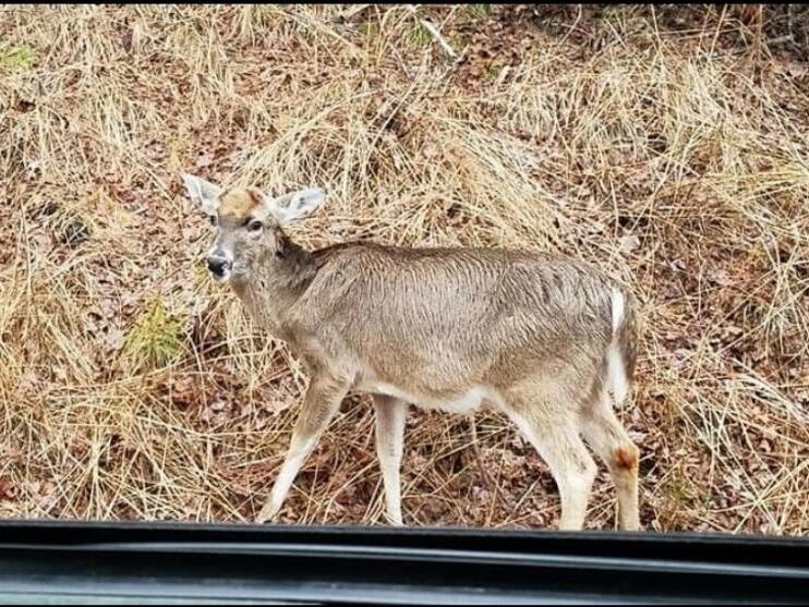 N.C. Wildlife Commission announces CWD surveillance areas; mandatory