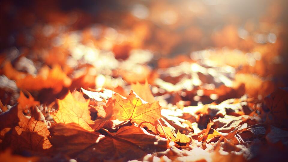 ⚠️ Wheaton fall leaf pickup rules and Dec. 11 end date - NewsBreak