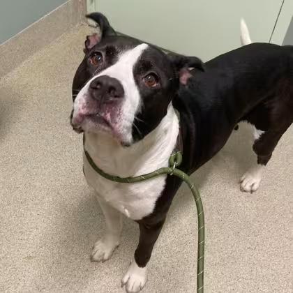 🐶 Playful, Snuggly Dogs Waiting for Adoption in Menands - NewsBreak