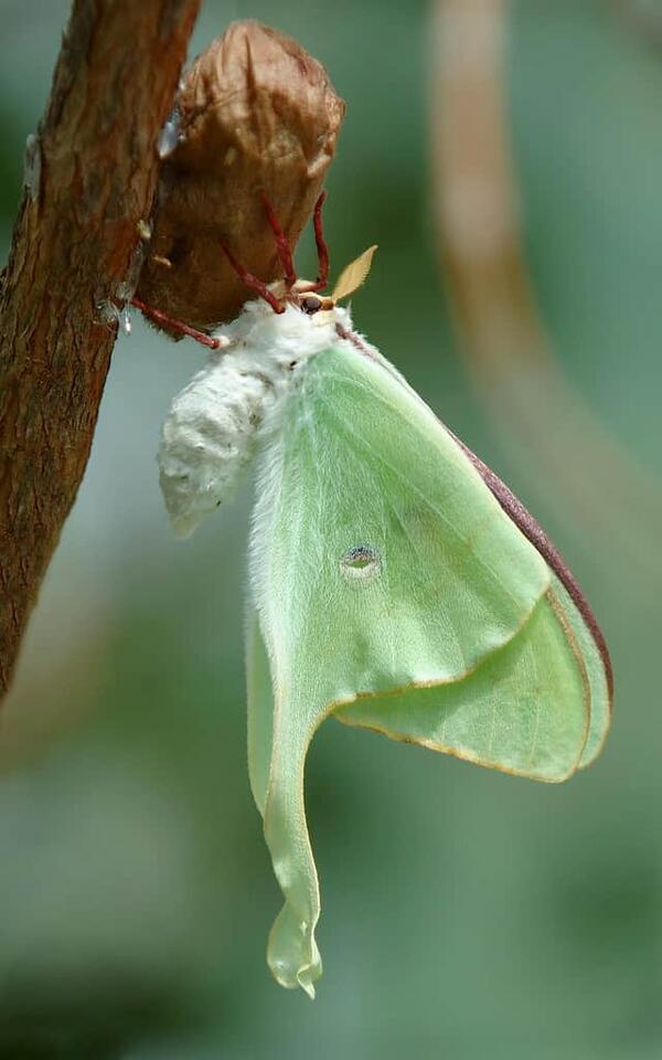 Why Seeing the Rare Luna Moth is a Sign of Good Luck - NewsBreak