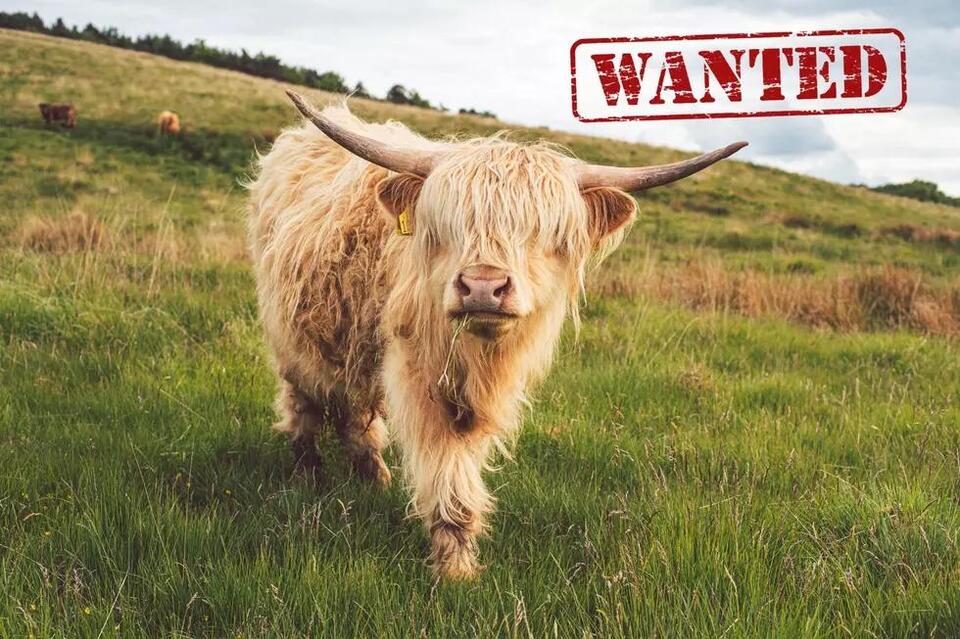 Three Michigan Cows On The Loose Now Face Multiple Charges - NewsBreak