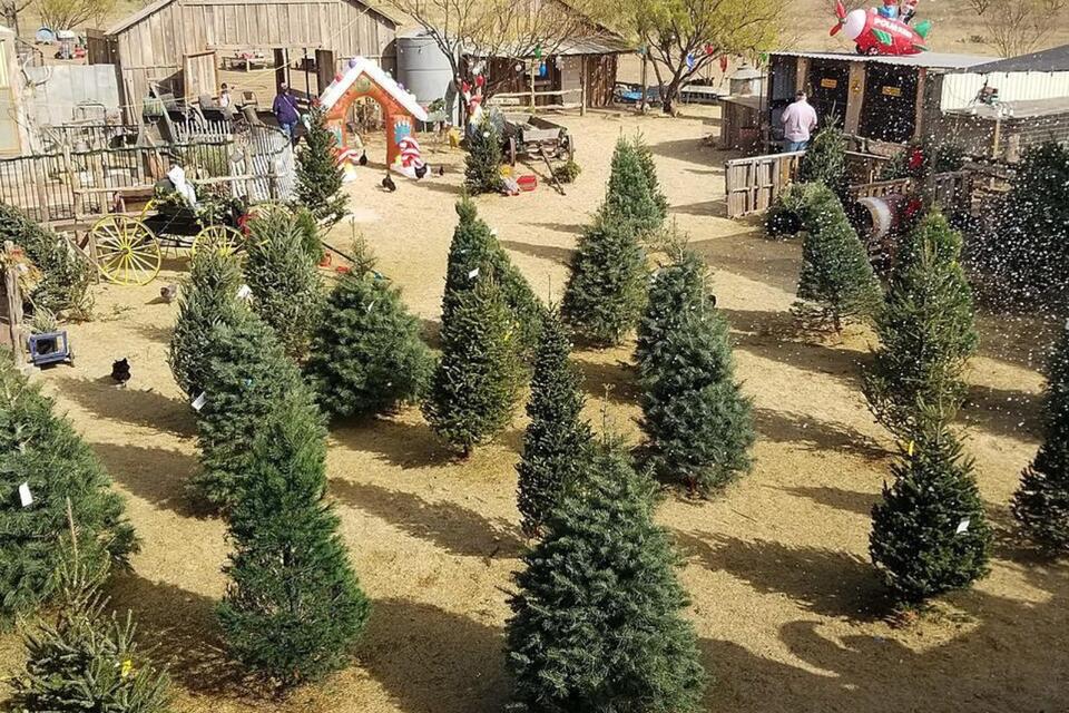Texas Tree Farms Are Growing Fast Start a New Holiday Tradition - NewsBreak