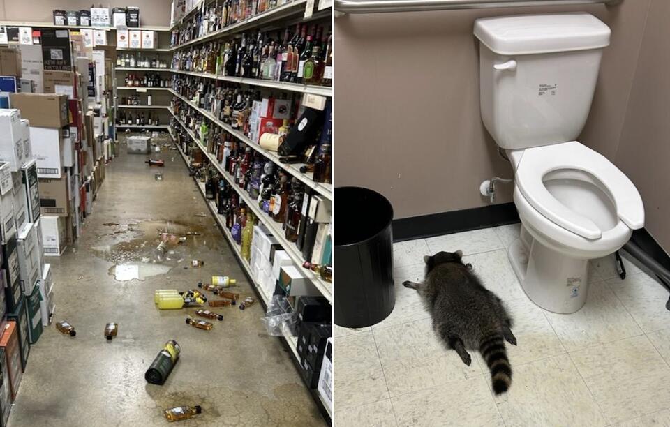 WATCH: Raccoon Breaks Into Liquor Store and Gets Drunk as a Skunk ...