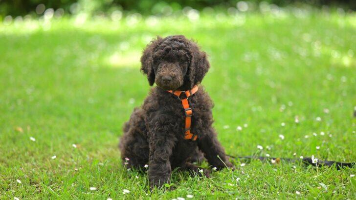 Why Your Poodle’s Coat Might Turn Heads with a Color Shift: Inside the ...