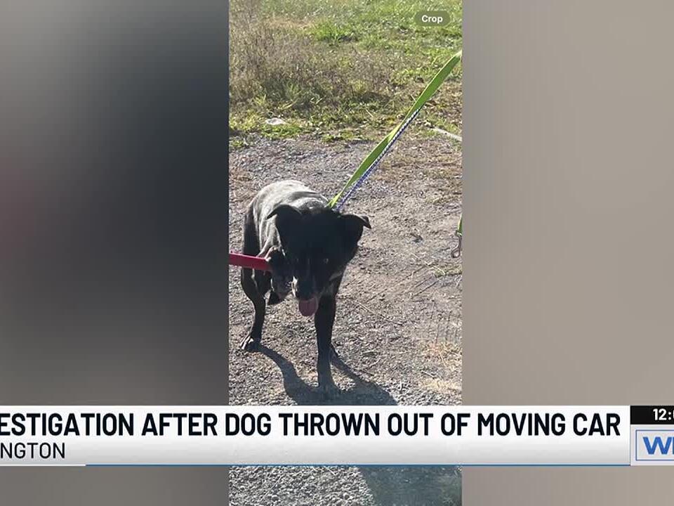 Officials investigating after dog thrown out of moving vehicle
