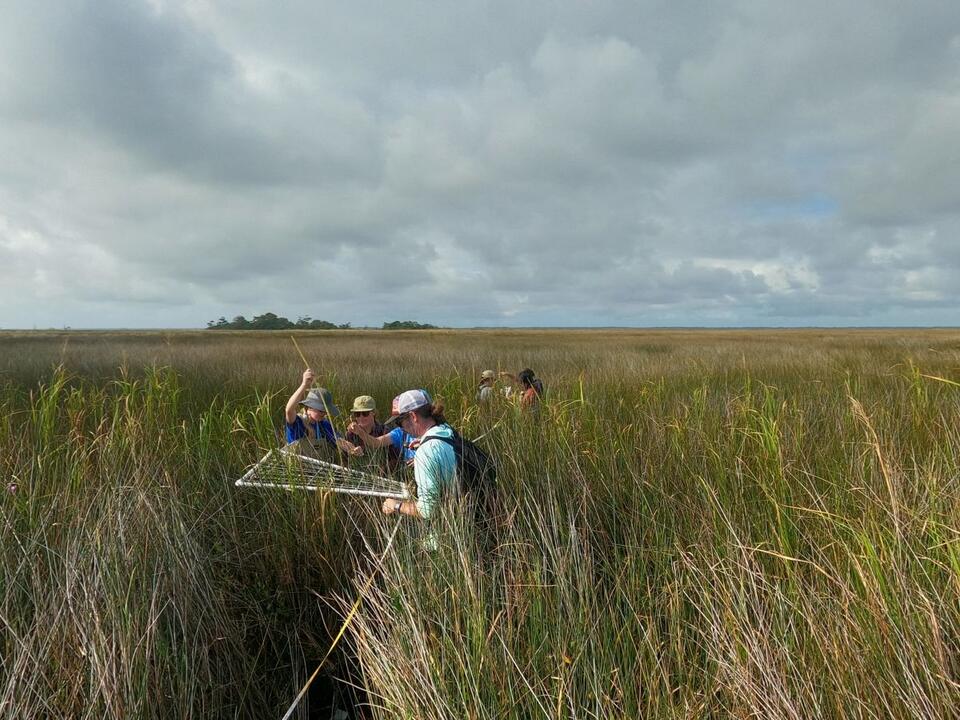 Controlled burns boost marsh island root systems: study - NewsBreak