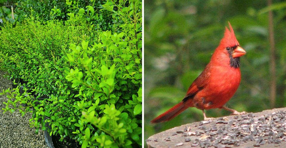 The Florida Native Plant Birds Start Visiting Once Its September Berries Appear