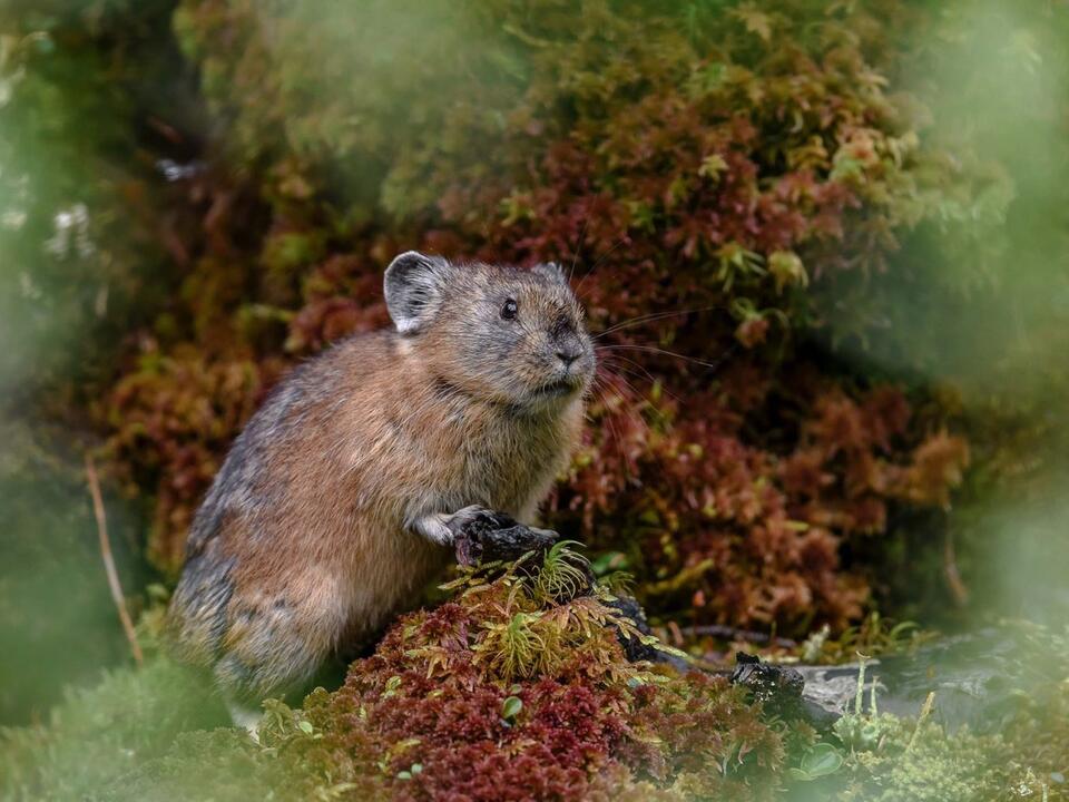 Discover 5 Animals That Eat Moss