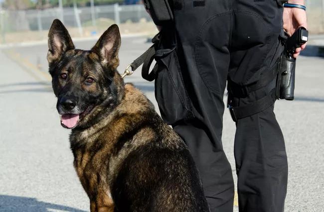 Retired Polk County K9 Shot in Line of Duty Gets Prosthetic Leg - NewsBreak