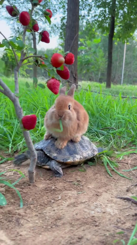 ♡Bunny Heyy 🐾 #bunny #lopbunny #loprabbit #instabunny #bunnygram