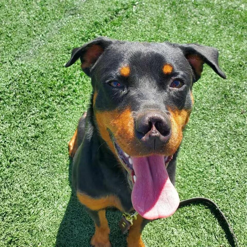 🐶 Gentle Giants & Loving Rottweilers Ready for Adoption in Oswego ...