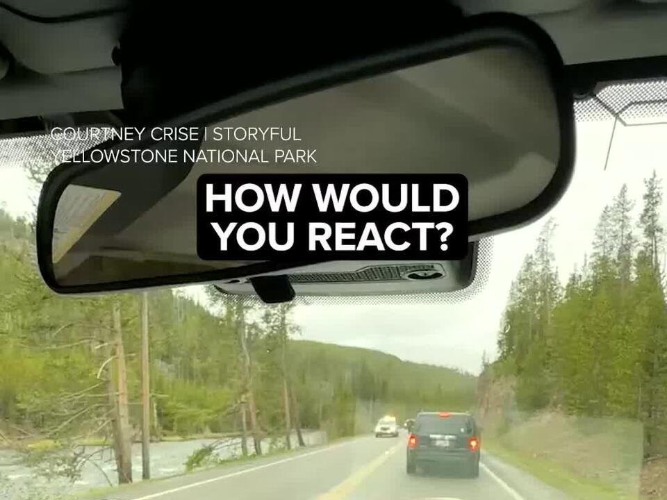 The bisons just taking a stroll in its home