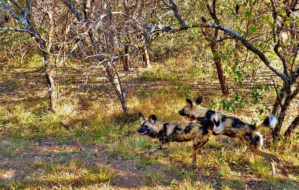 5 Best Places to See African Wild Dogs