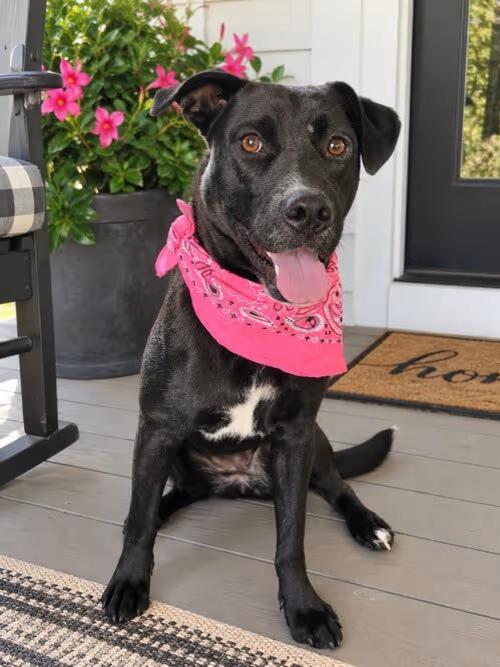 🐶 Loving Mt. Laurel Dogs Ready Now for Adoption and New Homes - NewsBreak