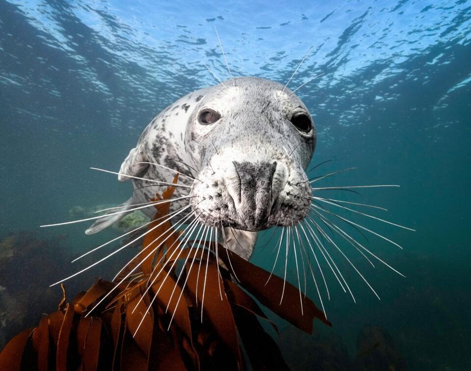 How seals use their whiskers to outsmart escaping fish - NewsBreak