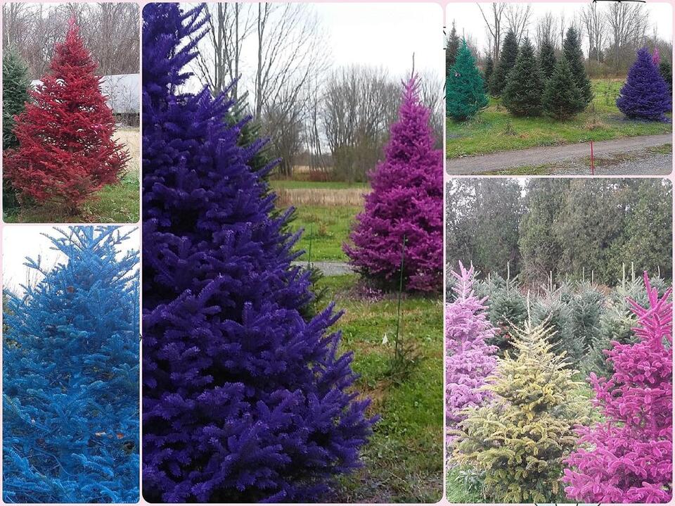 From Classic to Colorful: 11 CNY Farms to Cut Your Own Christmas Tree ...