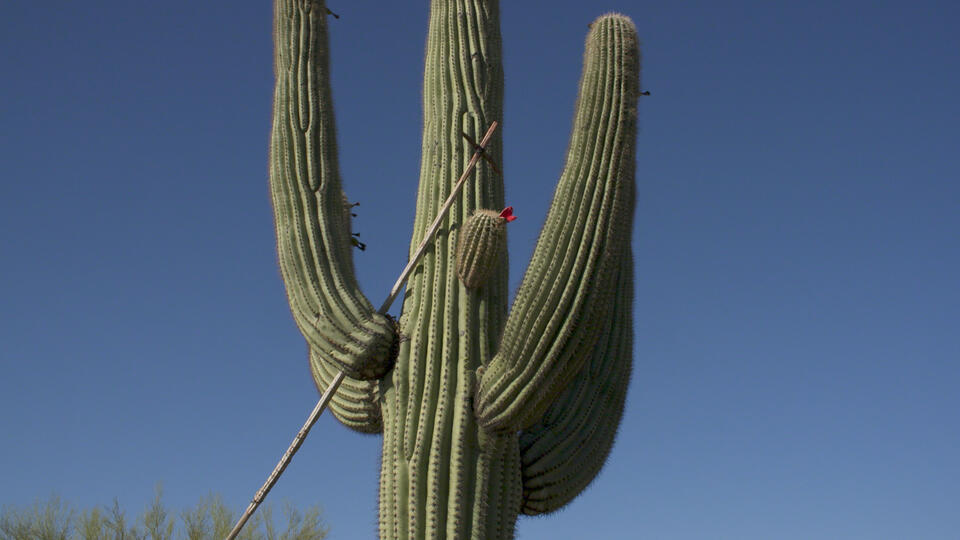 Saguaro removal, border wall construction loom for Tohono O'odham Nation