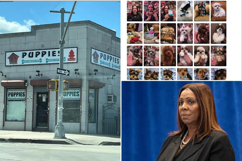 NYC pet store sold ‘hundreds' of illegal puppy-mill pups while posing as rescue center: suit