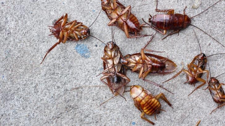 These Are the Most Cockroach Infested Cities in the U.S. - NewsBreak