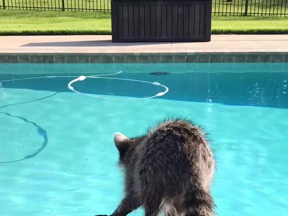 Oh no, not the phone rocket! Every Floridian knows it’s not a pool day