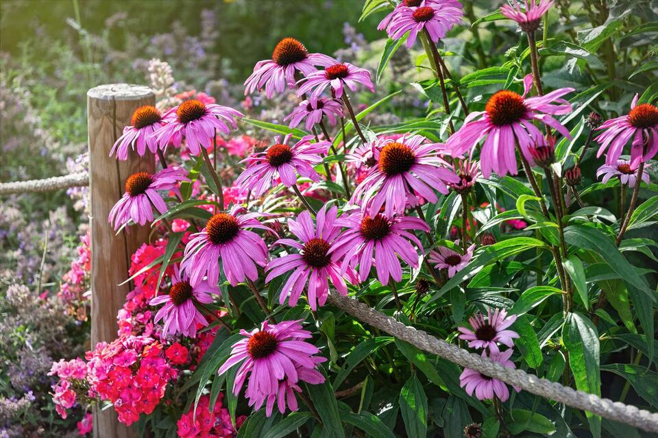 15 Best Fall Perennials to Plant Now for Blooms Every Year