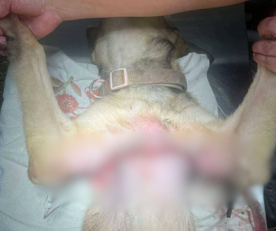Rescued dog in Greensburg undergoes surgery after horrific injury ...