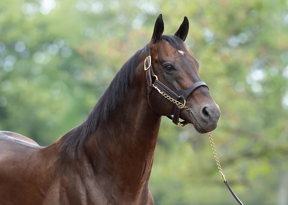 McKinzie Leads Gainesway Stud Fees at $50K, Tapit Set to 'Private ...