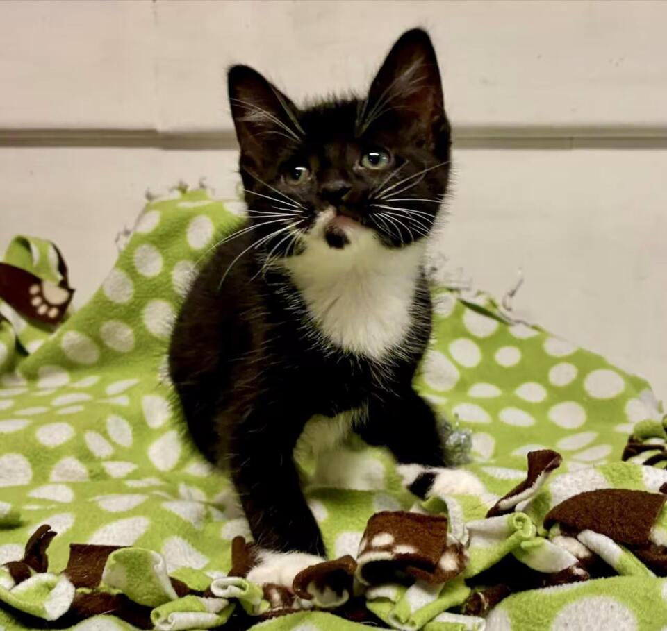 🐱 Playful River Edge Kittens Ready for Adoption Today - NewsBreak