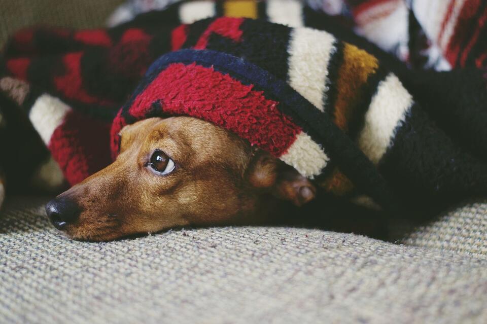 Why is My Dog Awake at 3 AM Every Morning - NewsBreak