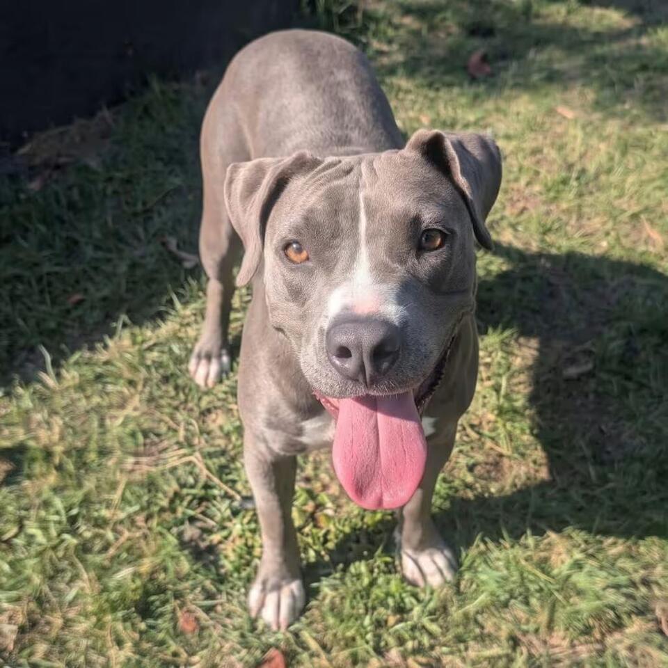 🐶 Gentle, Goofy & Loyal Dogs Ready for Adoption in Wheeling - NewsBreak
