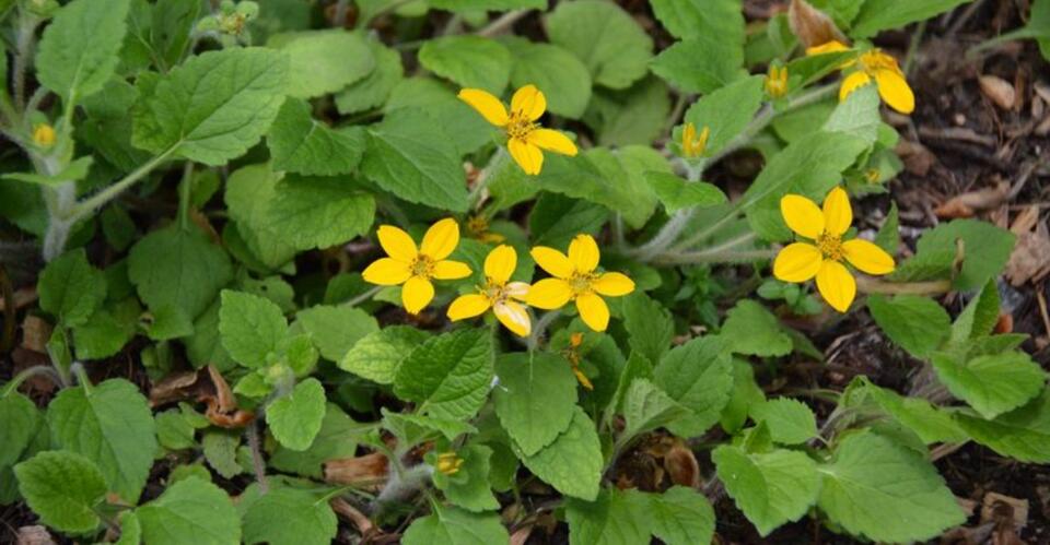 Replace Patchy Grass Around Georgia Garden Paths With These Tough ...