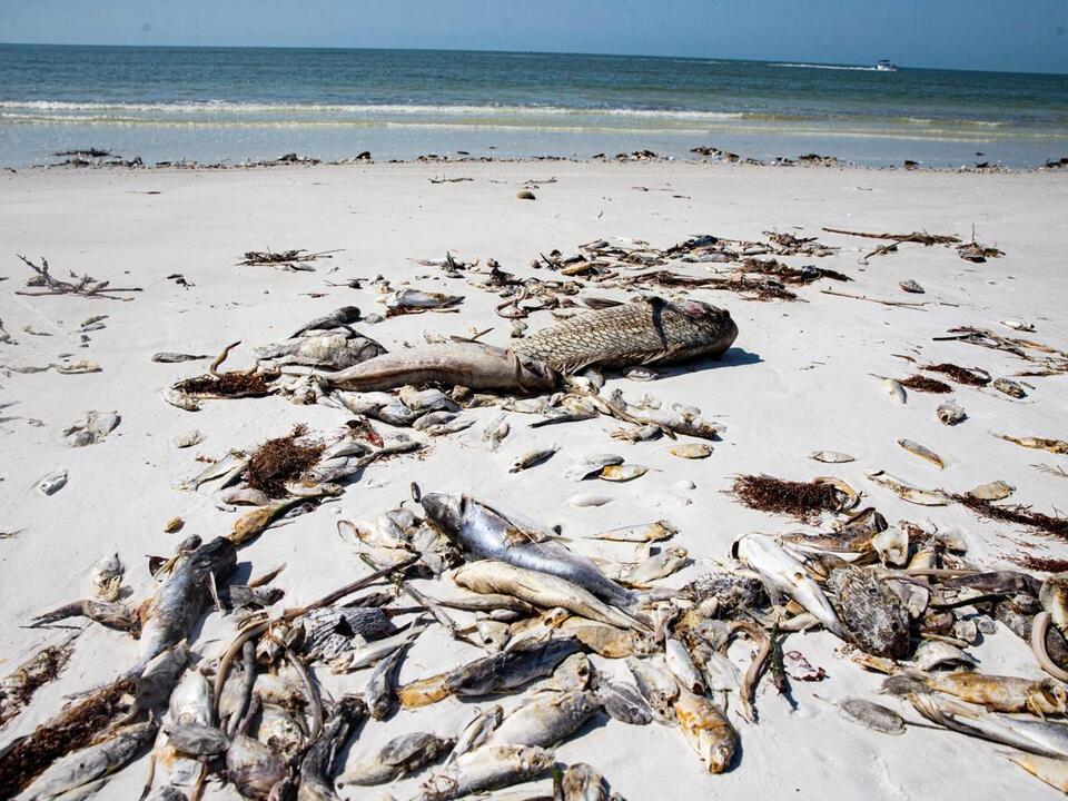 Red tide Fort Myers Beach removes 10 tons of dead fish from beaches; 3
