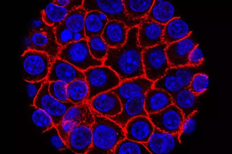 FDA Approves Cancer Drug That Got Standing Ovation - NewsBreak
