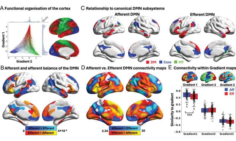 The brain's default mode network splits into 'sender' and 'receiver' zones, study finds