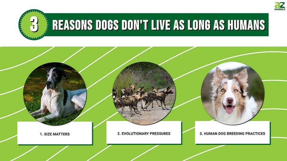 3 Reasons Dogs Don’t Live as Long as Humans, and How to Extend Their ...