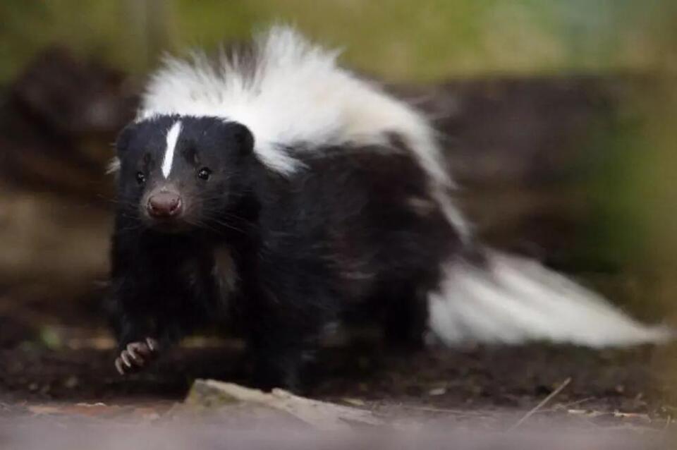 New York State Comments On Skunk Invasion - NewsBreak
