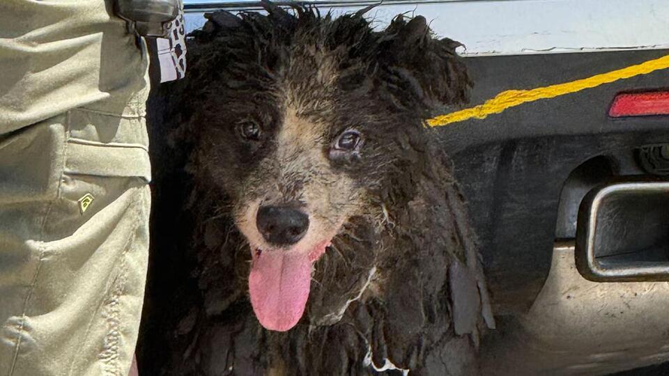 36 dogs rescued after WFLX investigation into suspected animal hoarding at Martin County home