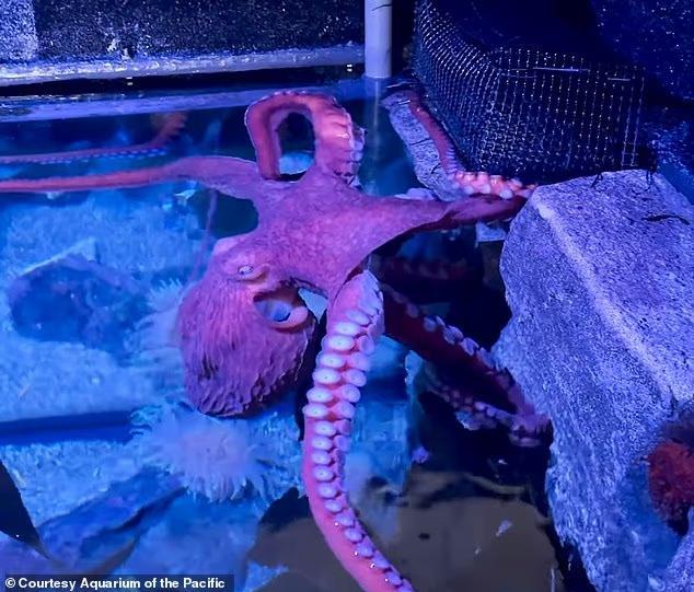 Terminally ill octopus breaks aquarium visitors' hearts by tending to ...