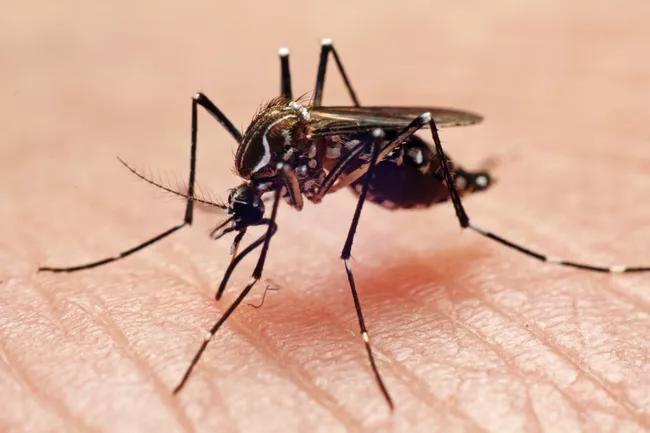 Broward County Confirms Locally Acquired Dengue Fever Case - NewsBreak