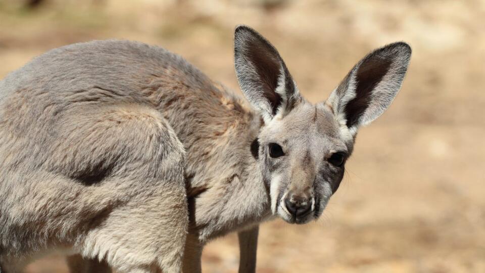 Baby Kangaroo Loose in Maury County - NewsBreak