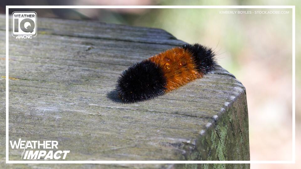 Weather IQ: The folklore of the Woolly Worm - NewsBreak