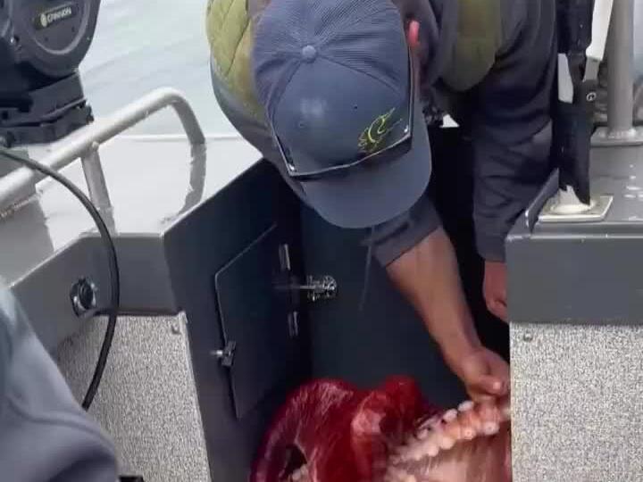 Catching a octopus 🐙 is just crazy work 😂😂😂 ️