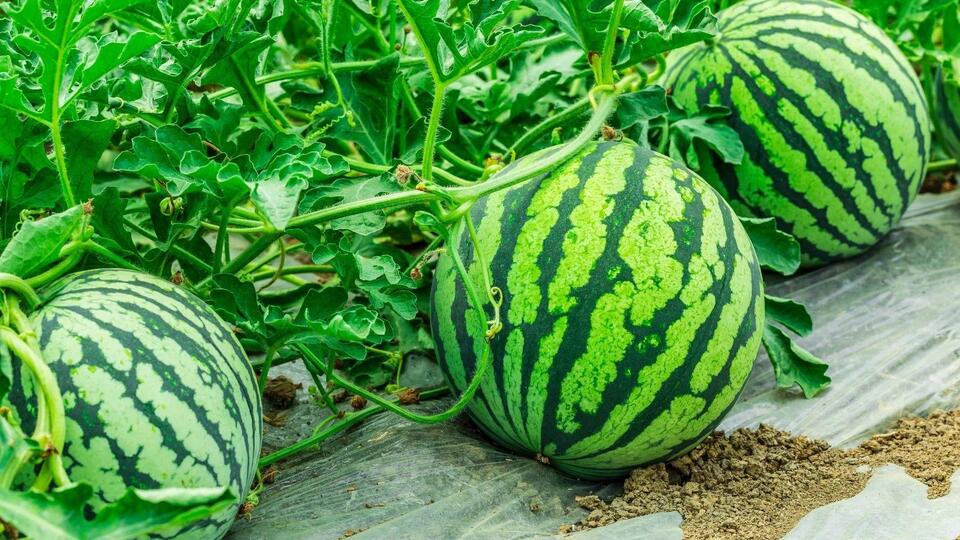 How and When To Harvest Watermelons For Peak Sweetness - NewsBreak